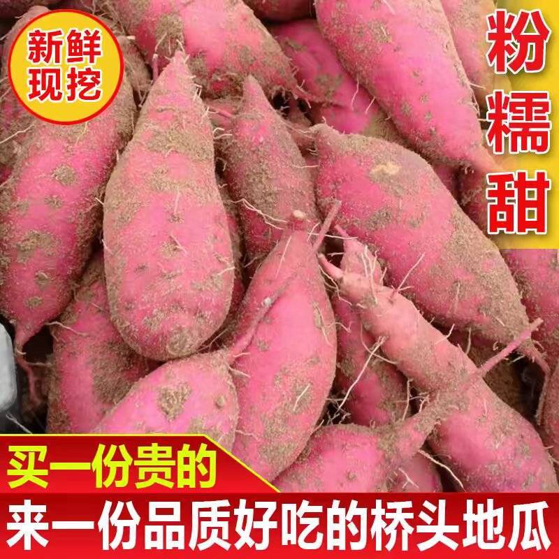 【西瓜红红薯】江苏红薯/自家种植/产地批发/欢迎来电