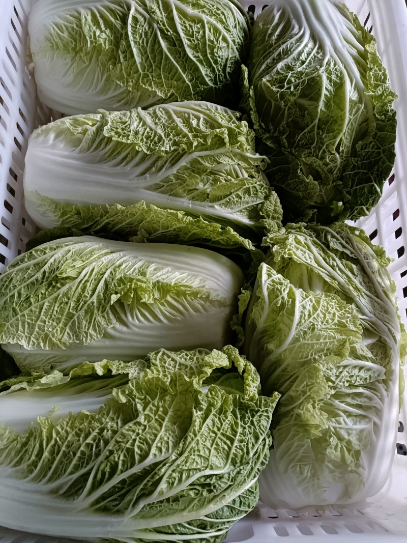 黄心大白菜需要可以联系