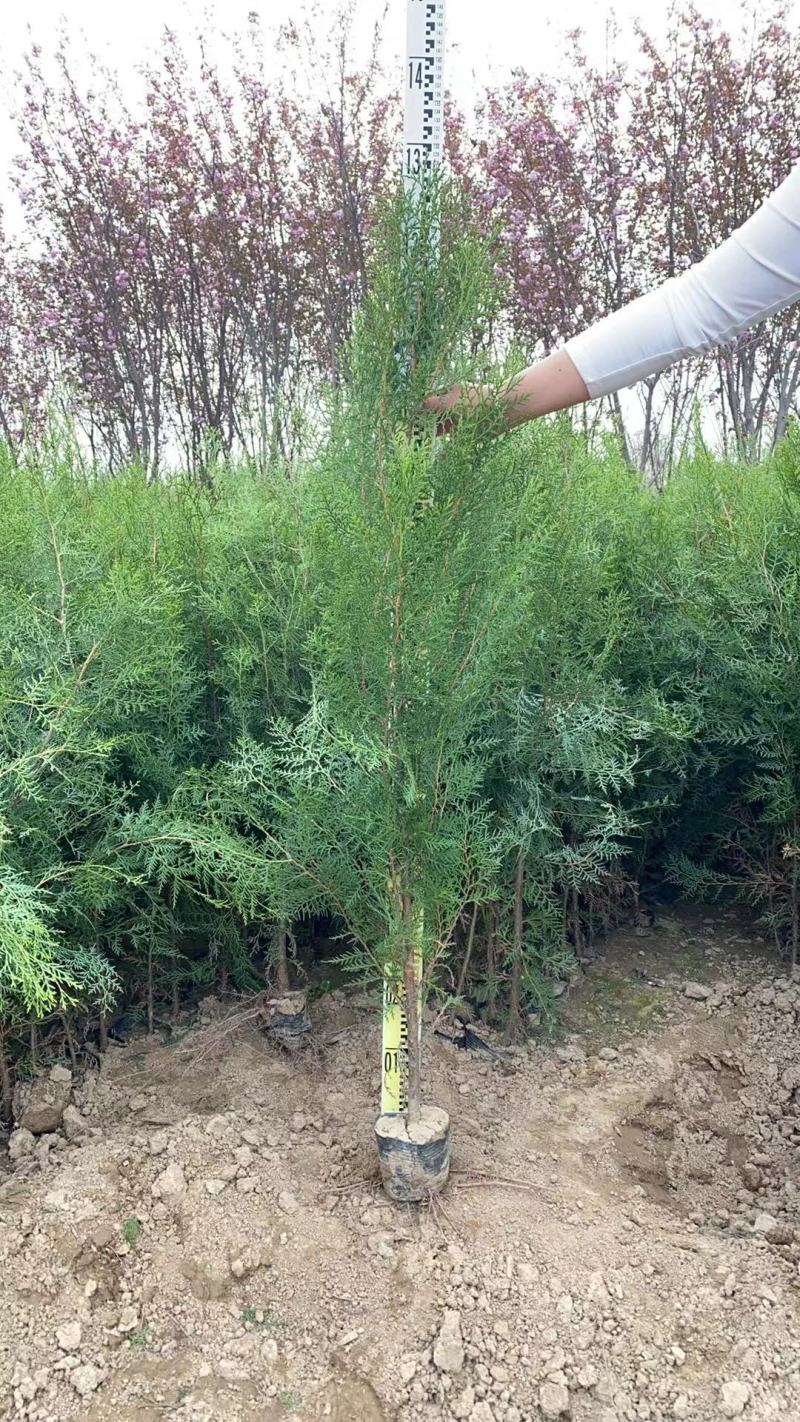 西安周至侧柏杯苗量大发货速度快侧柏杯苗各种侧柏杯苗