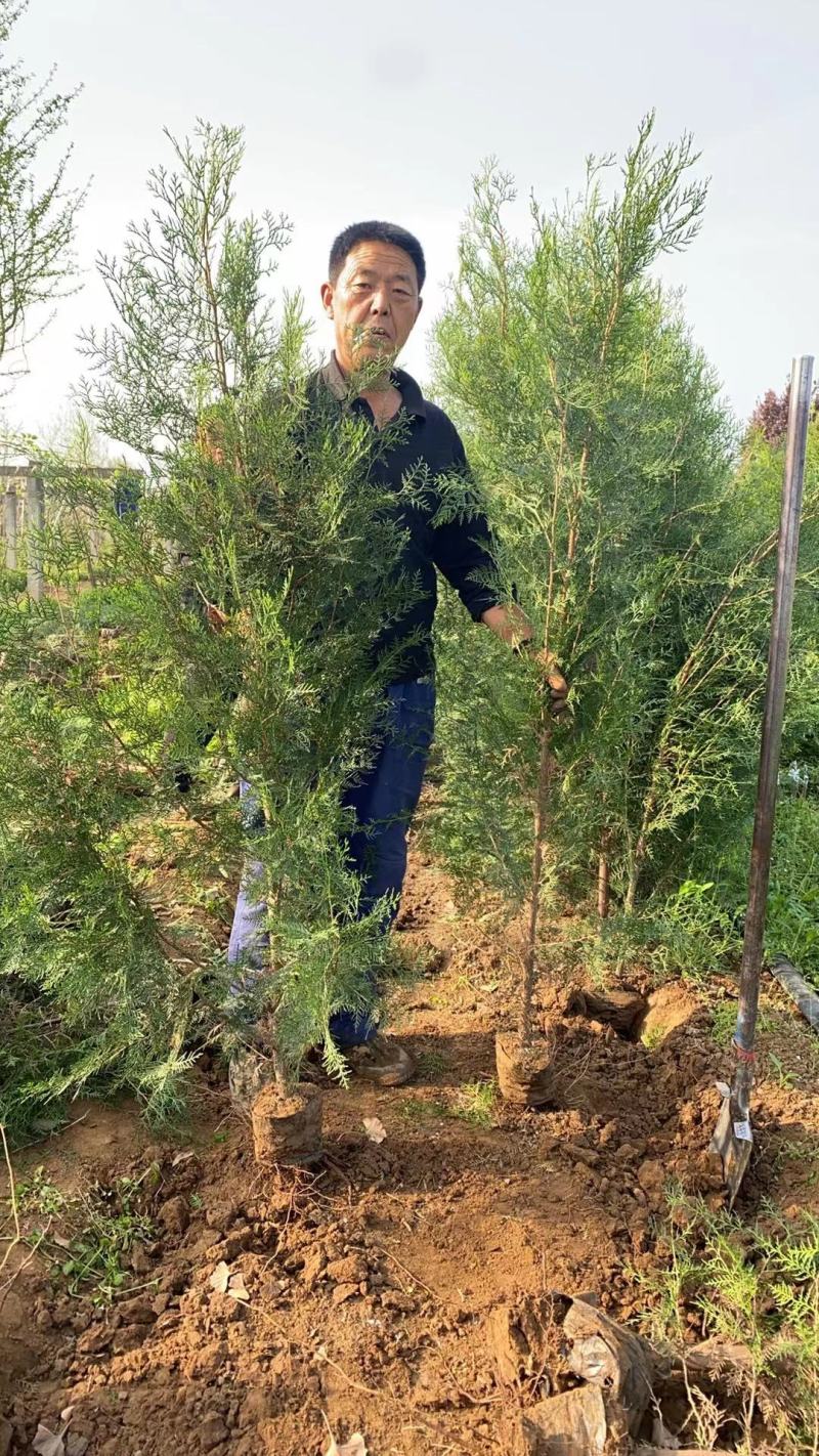 西安周至侧柏杯苗量大发货速度快侧柏杯苗各种侧柏杯苗