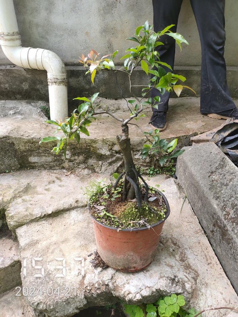 金蛋子树桩（熟桩）全年供应，支持线上保障交易