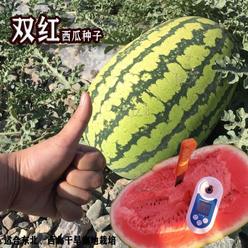 双红沙漠一号西瓜种子大红瓤肉质细脆皮薄大果型西瓜种籽