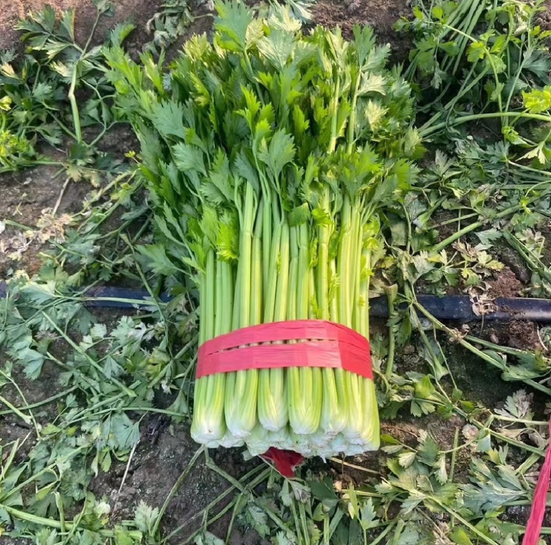 河南滑县万亩芹菜西芹新鲜当季60公分以上货源充足