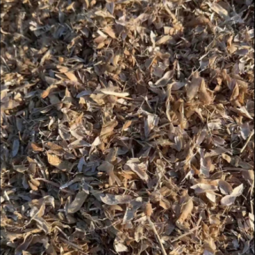 黄豆秸秆（黄豆皮子）负责装车一手货源没有中间商欢迎采购