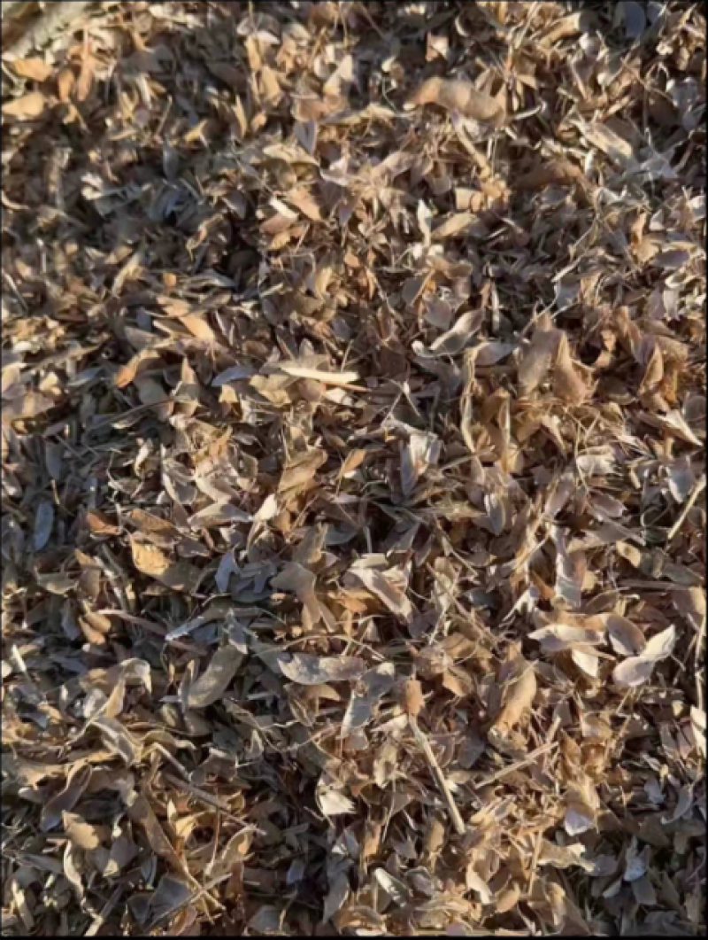 黄豆秸秆（黄豆皮子）负责装车一手货源没有中间商欢迎采购