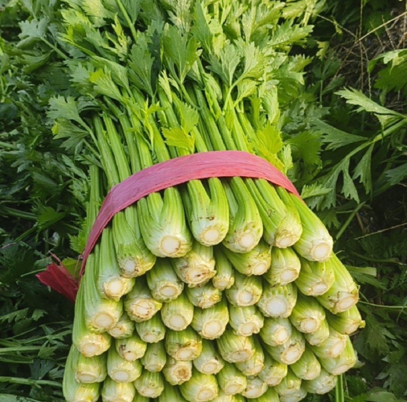 河南滑县万亩芹菜西芹新鲜当季60公分以上货源充足