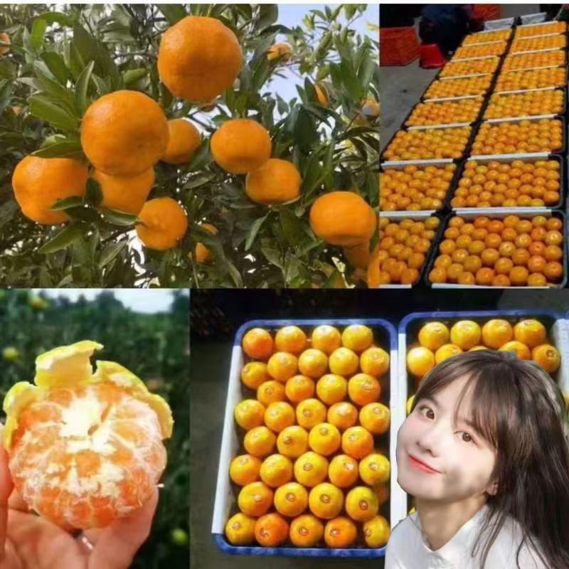 特早蜜桔，早熟蜜桔，小叶桔，大量上市，果园看货现采现卖。