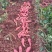 【榴莲蜜薯】品质好货软糯香甜价格详谈欢迎来电