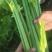 河南滑县万亩芹菜西芹新鲜当季60公分以上货源充足