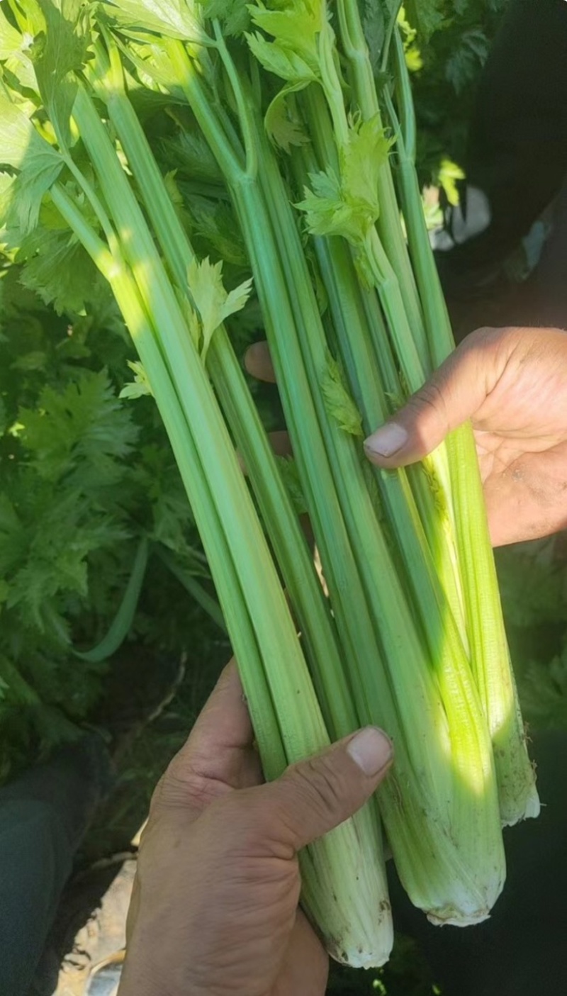 河南滑县万亩芹菜西芹新鲜当季60公分以上货源充足