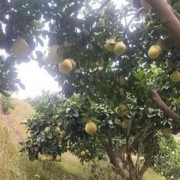 重庆柚子苗蜜脆柚子柚脆甜香基地销售欢迎致电咨询