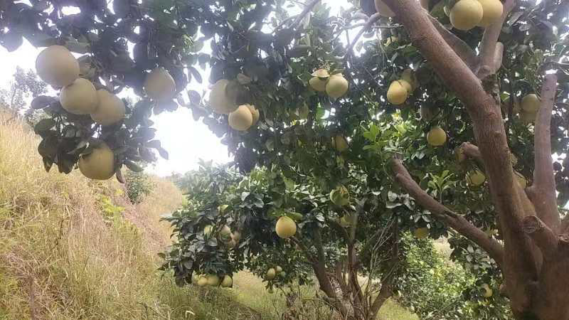 重庆柚子苗蜜脆柚子柚脆甜香基地销售欢迎致电咨询