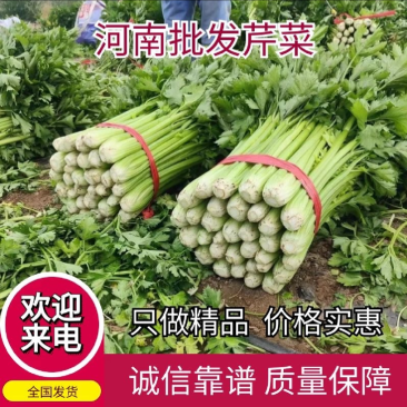 河南滑县万亩芹菜西芹新鲜当季60公分以上货源充足