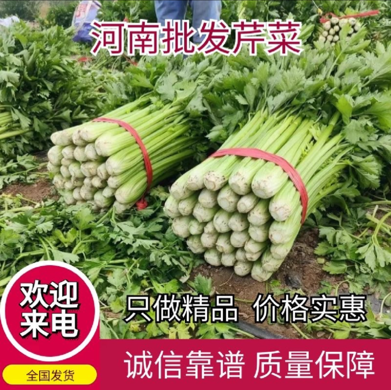 河南滑县万亩芹菜西芹新鲜当季60公分以上货源充足