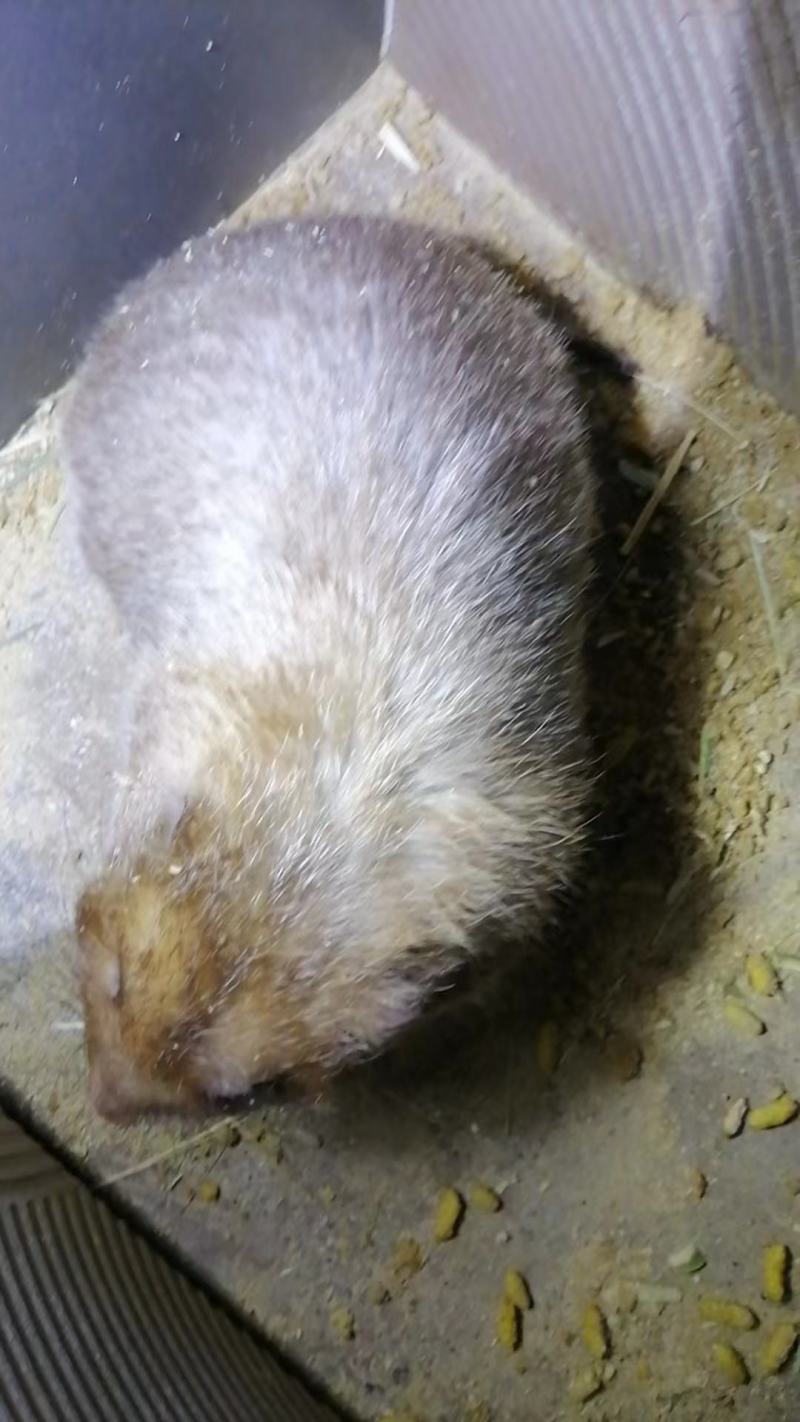 特种养殖**，宠物鼠大量供应，货源充足，保质保量。
