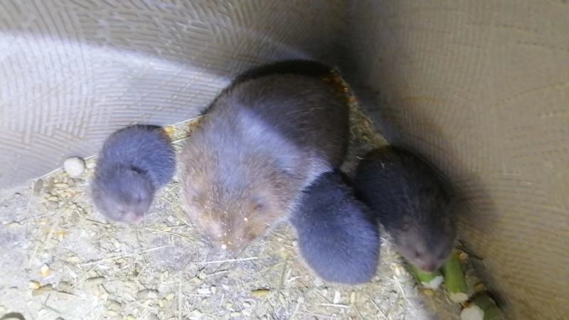 特种养殖**，宠物鼠大量供应，货源充足，保质保量。