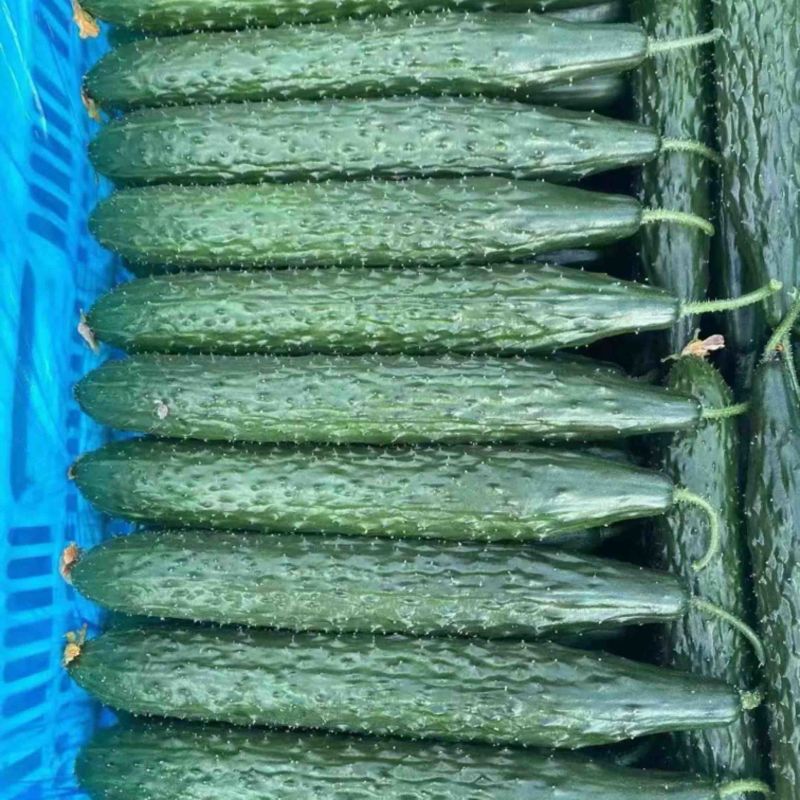 食堂黄瓜黄瓜