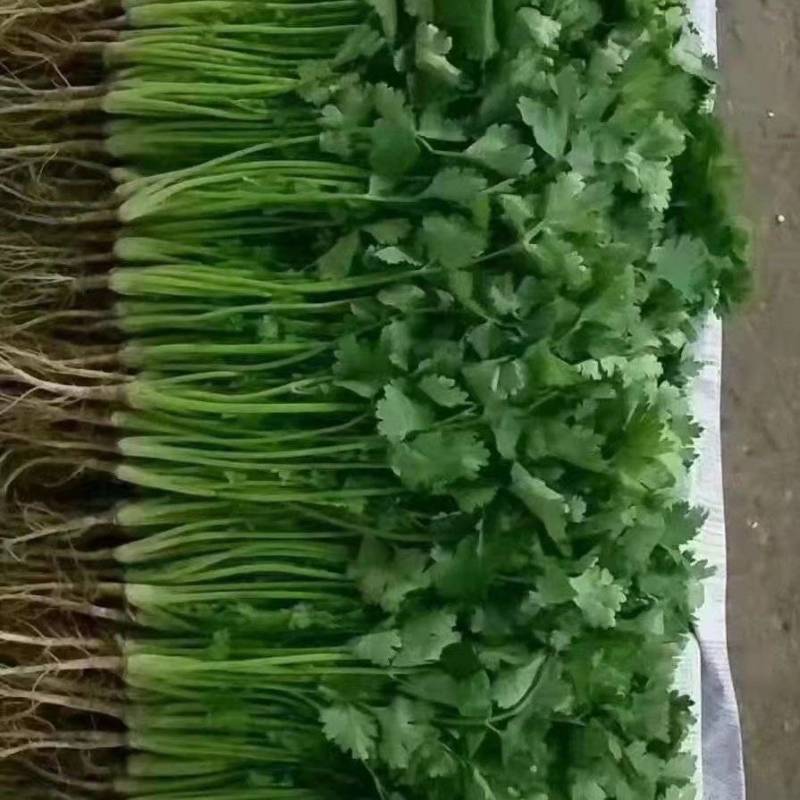 大叶香菜河南安阳市滑县产地直发