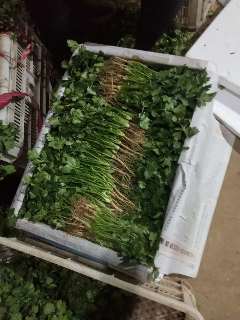 大叶香菜河南安阳市滑县产地直发