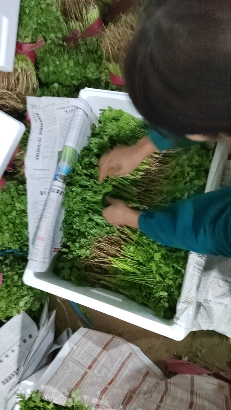 大叶香菜河南安阳市滑县产地直发