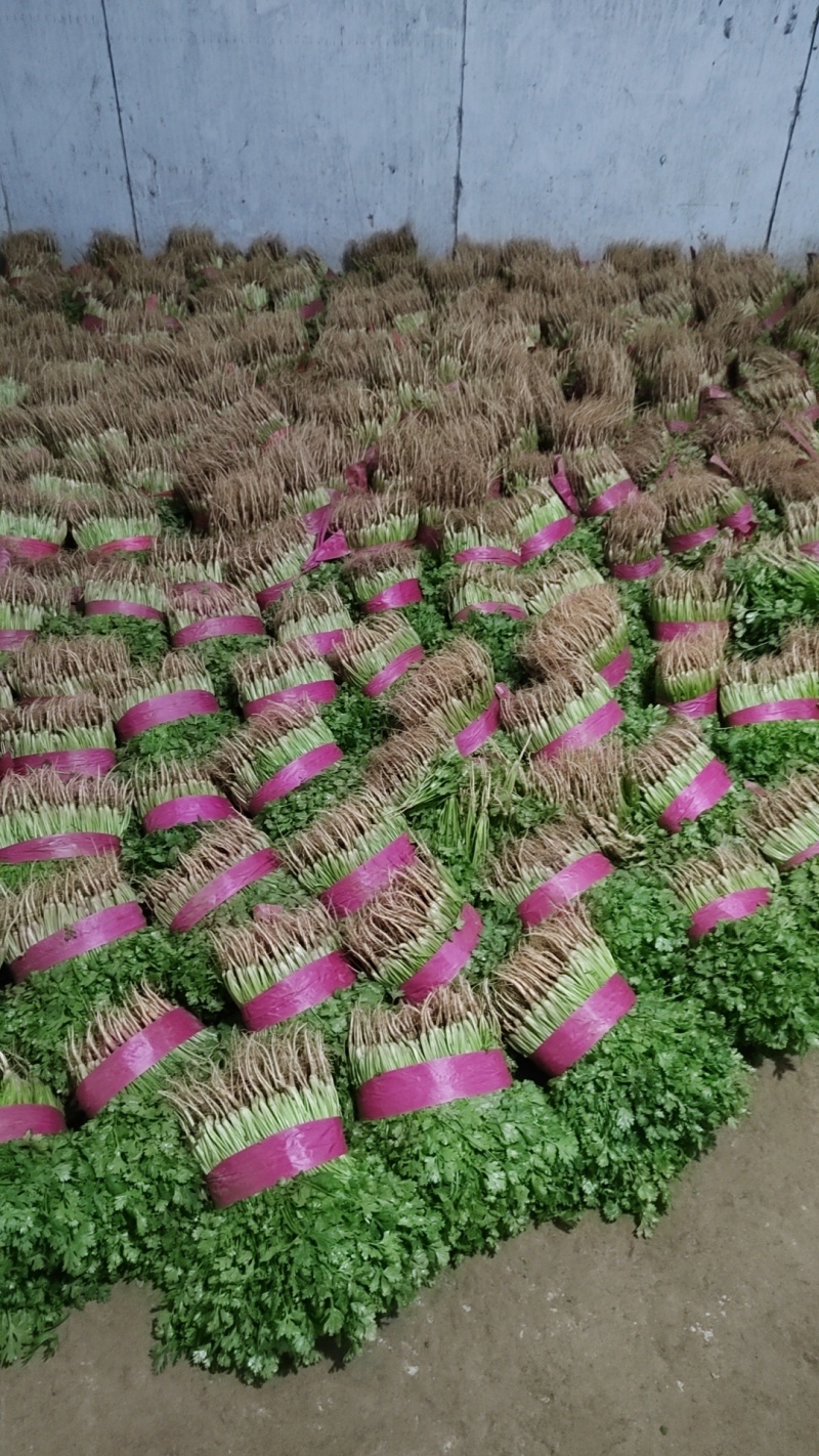 大叶香菜河南安阳市滑县产地直发