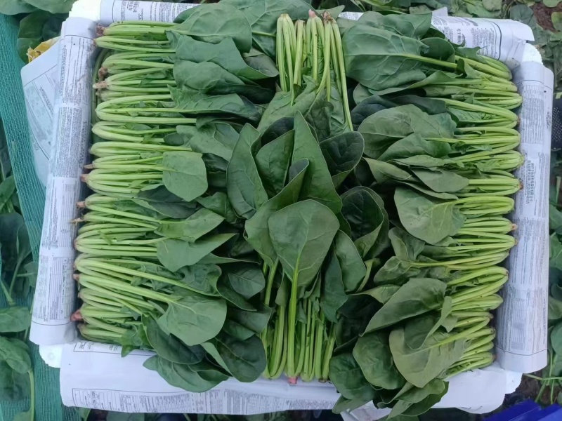 滑县绿神菠菜叶片厚油绿园全国发货量大从优