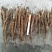 芍药苗赤芍苗基地直发量大从优可视频看货