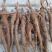 芍药苗赤芍苗基地直发量大从优可视频看货