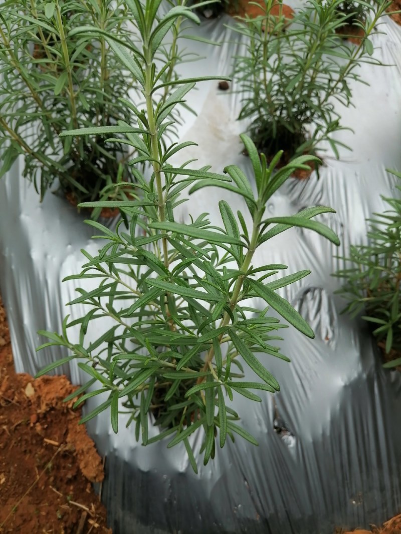 新鲜迷迭香大量供应。每天供应3~5吨。支持一键代发。