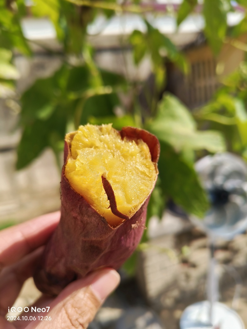 榴莲蜜薯*美秀*软糯香甜*基地自产