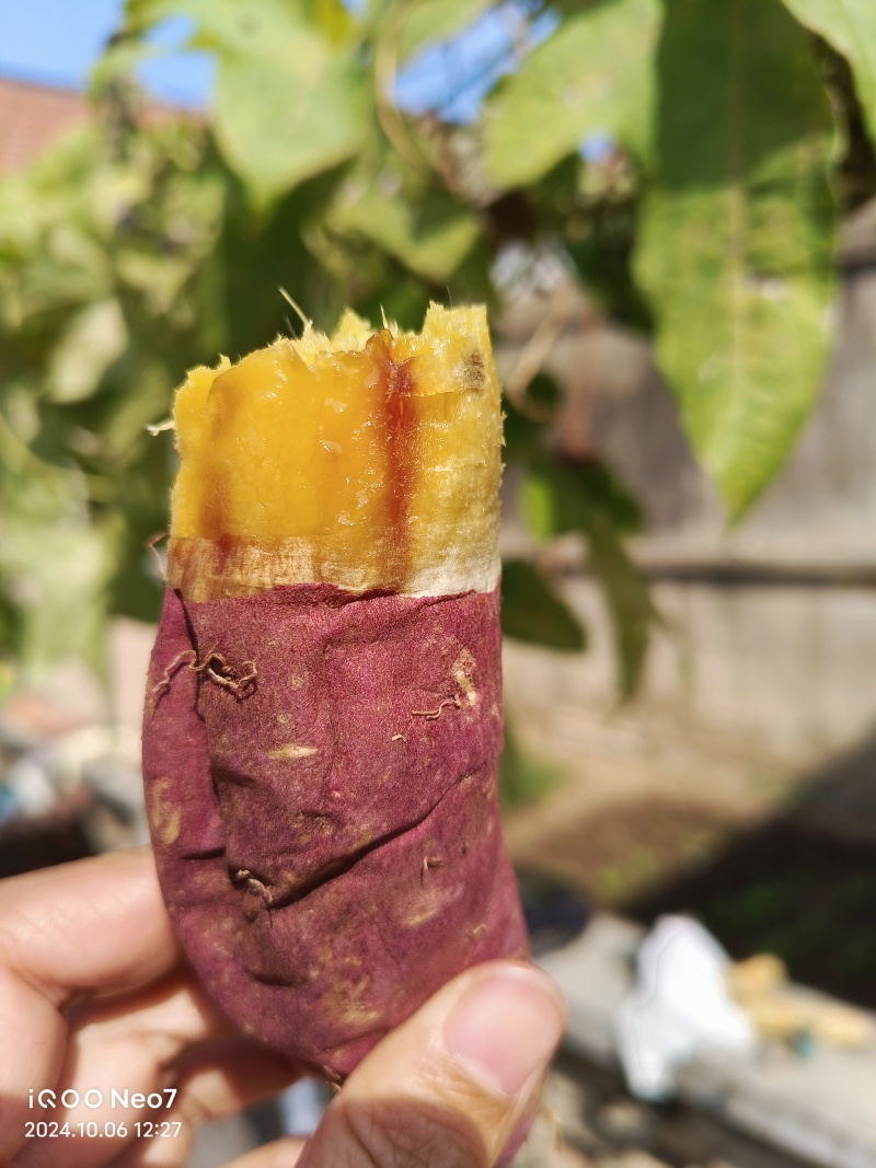 榴莲蜜薯*美秀*软糯香甜*基地自产