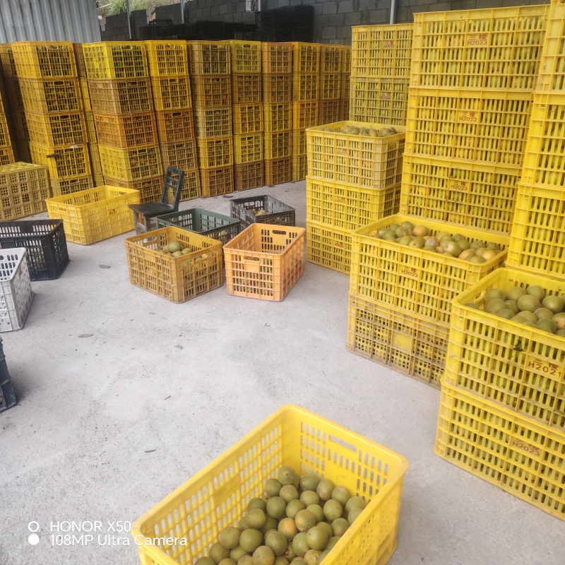 罗汉果产区直发保质保量货量充足欢迎电话联系