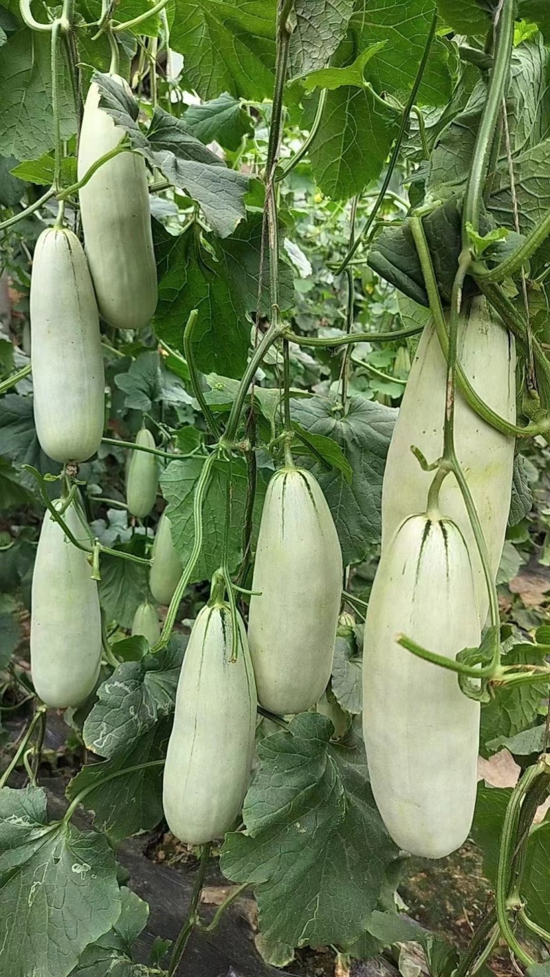 西瓜苗美都西瓜苗，8424西瓜苗红蜜宝西瓜苗甜王西瓜