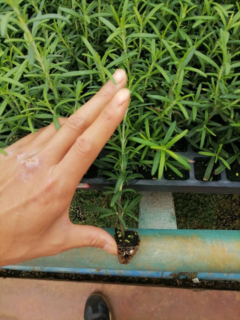 迷迭香苗。百里香苗！盆景盆栽！一件代发全国可发货。