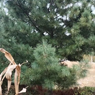 华山松4米
