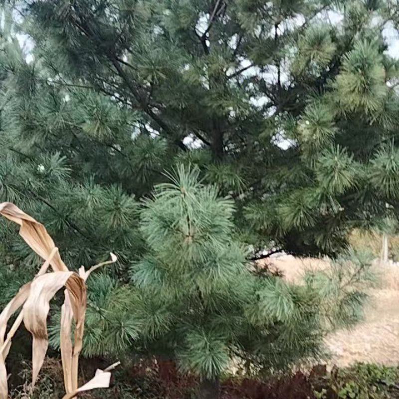 华山松4米