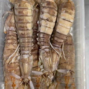 皮皮虾(活煮熟冻，肉质饱满，鲜度100%精品)