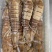 皮皮虾(活煮熟冻，肉质饱满，鲜度100%精品)