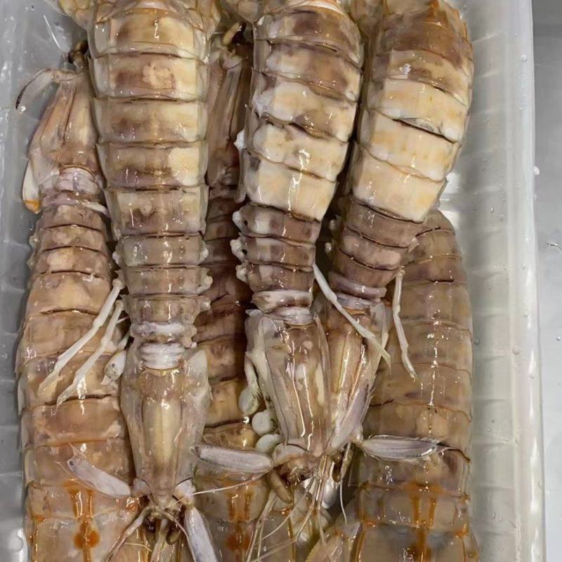 皮皮虾(活煮熟冻，肉质饱满，鲜度100%精品)