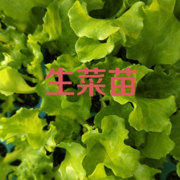 生菜苗