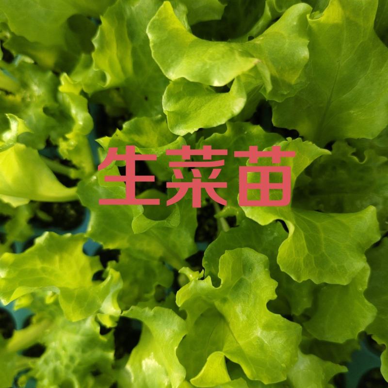 生菜苗