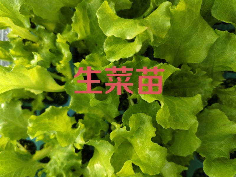 生菜苗