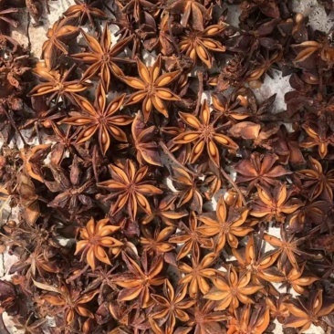 百年原树八角，足干