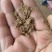 大量油糠刮米糠薏仁糠养殖场专用价格美丽