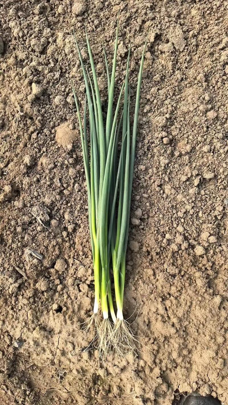 优质小葱大量上市支持视频看货按需装货诚信经营