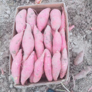 安徽黑土地精品西瓜红薯，无虫眼，无疤痕，色泽鲜艳，