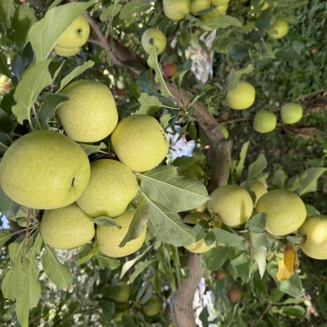 精品苹果王林苹果货源充足量大从优质量保证欢迎咨询