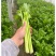 河南芹菜万亩基地西芹，60公分以上一手货源产地直发