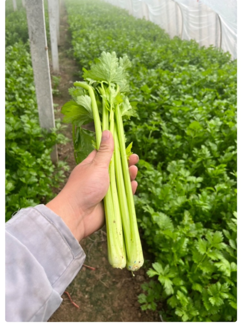 河南芹菜万亩基地西芹，60公分以上一手货源产地直发