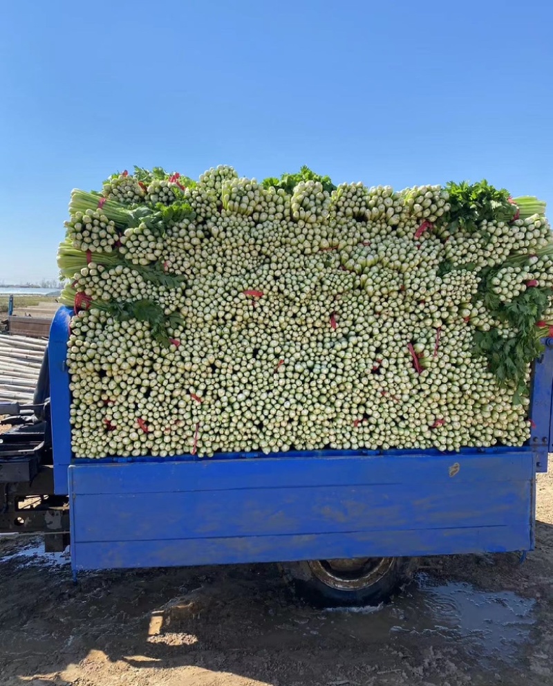 河南芹菜万亩基地西芹，60公分以上一手货源产地直发